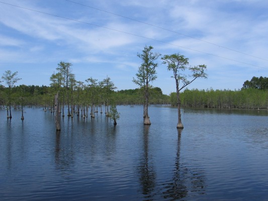 Lake Trees!