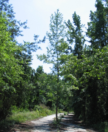 There's a tree in the middle of the road.  I'm calling the DOT to complain